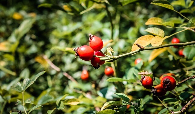 Rosehip berries