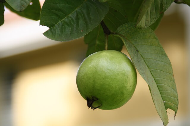 guava fruit